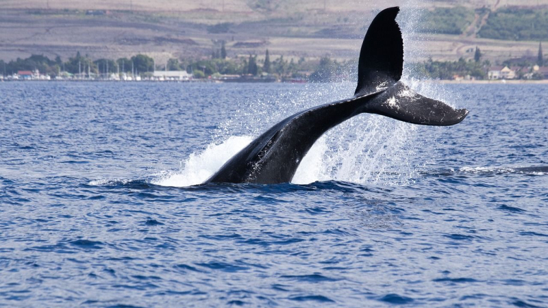 Crypto Traders Shrug Off Dormant Bitcoin Whale Moves, With Profit-Taking on XRP, DOGE, SOL