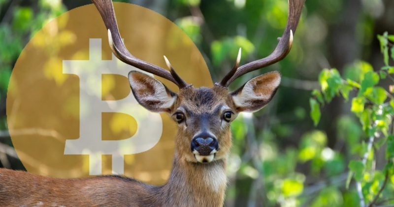 Bitcoin miner Bitdeer reports $169.7M revenue beat in Q3 earnings